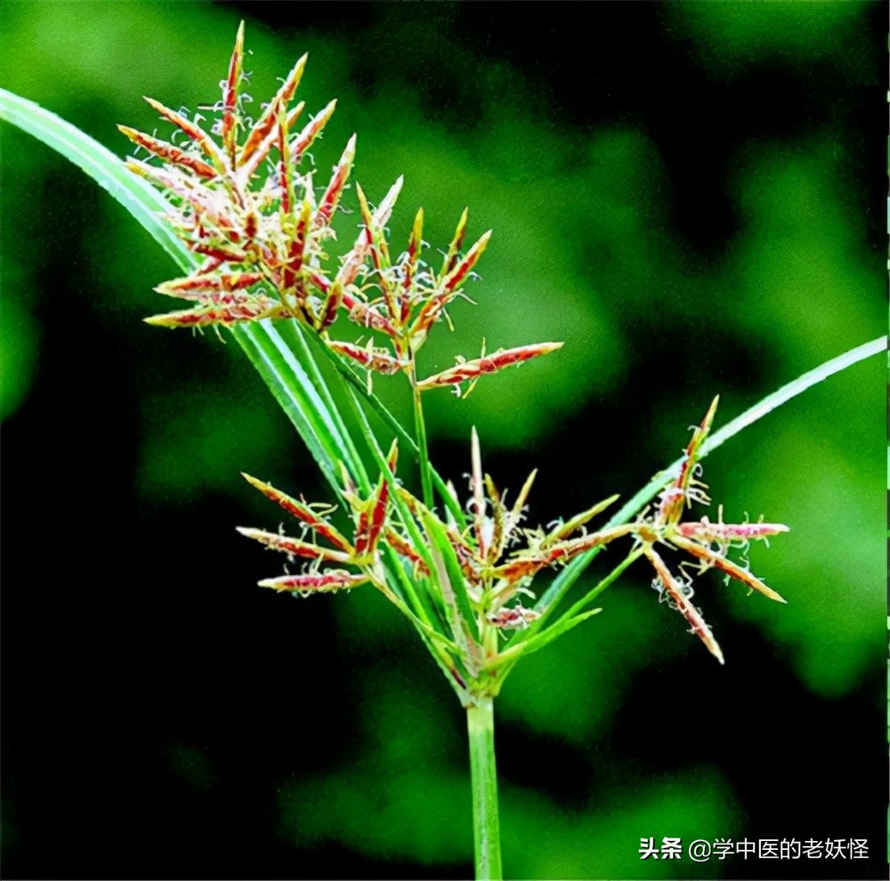 香附的作用与功效每天学习一味中药香附可以直接生用也可以用醋炮制后
