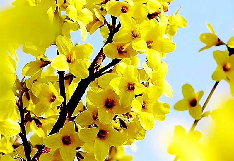 迎春花品种介绍:迎春花,连翅,红素馨[附图]