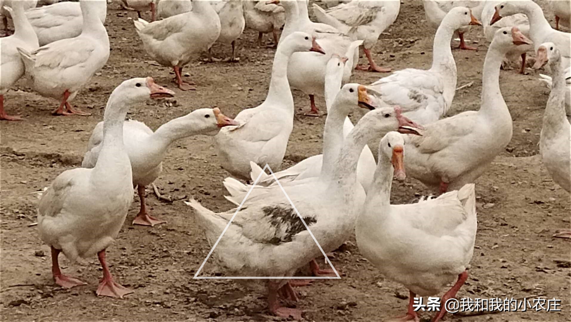 运用10种辨别低产蛋母鹅方法,及时淘汰,减少饲料浪费,节支增收