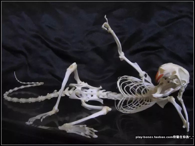 2010年前后,国内做动物骨骼标本的行家屈指可数.