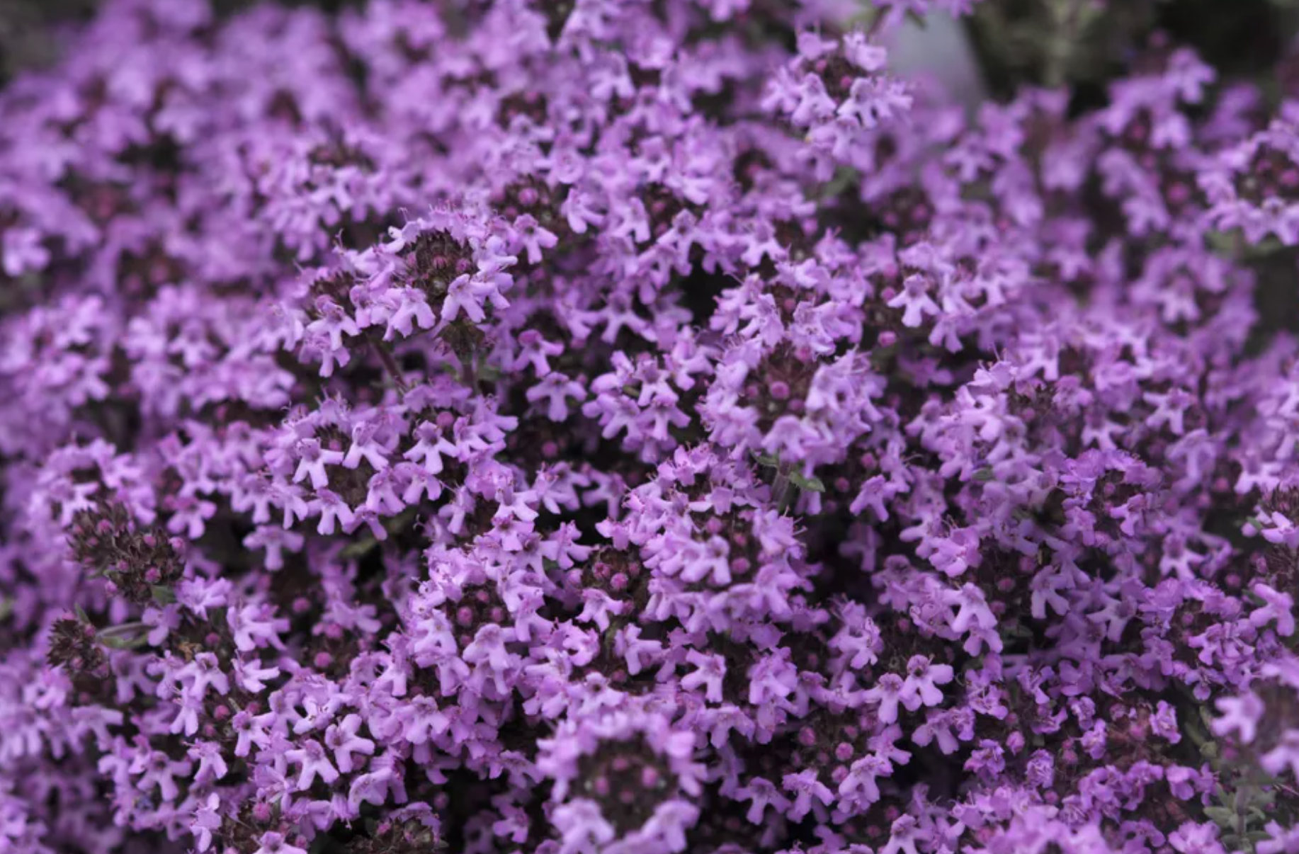 矮灌木有哪些 低矮灌木丛-诚智百科网