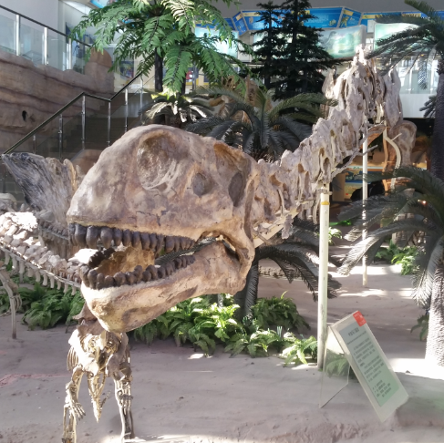 中大将建设博物馆 （附各名校博物馆盘点）