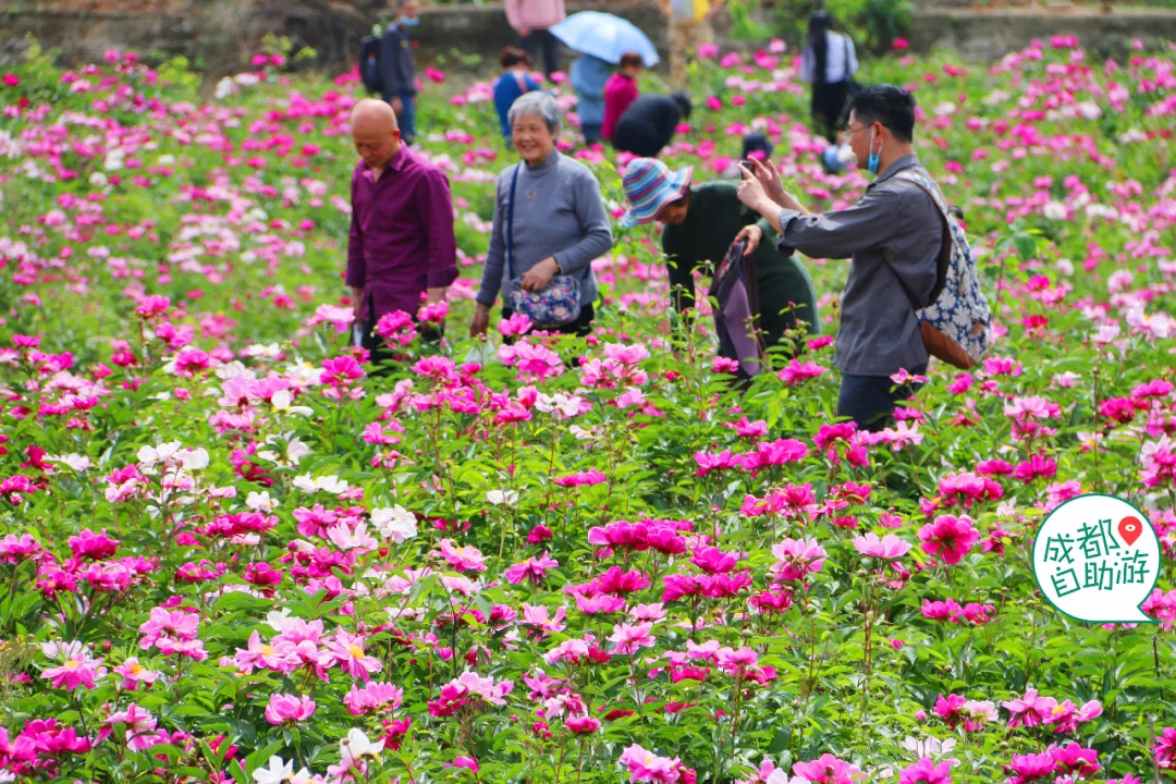 30000亩芍药花开!成都出发1.5h,免费赏花、徒步、游山…绝了