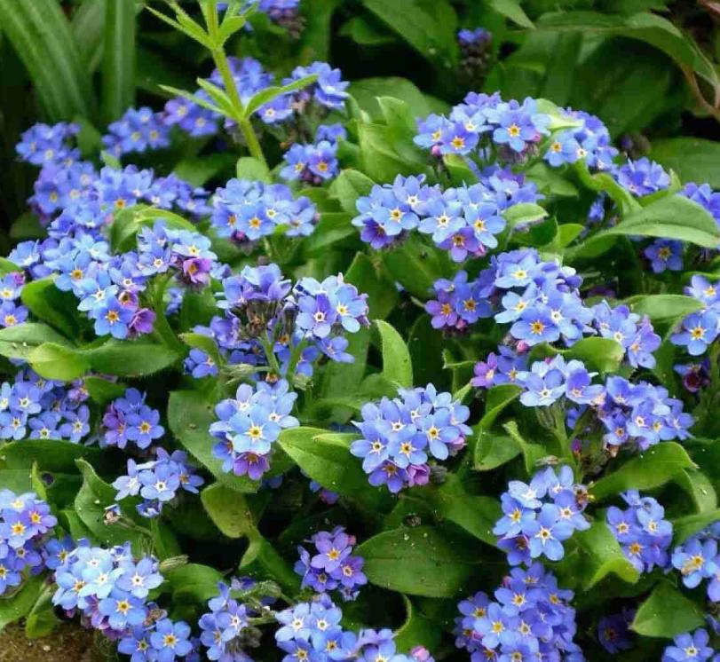 喜欢蓝色的一定不要错过，这5种蓝色系的花，清新又浪漫