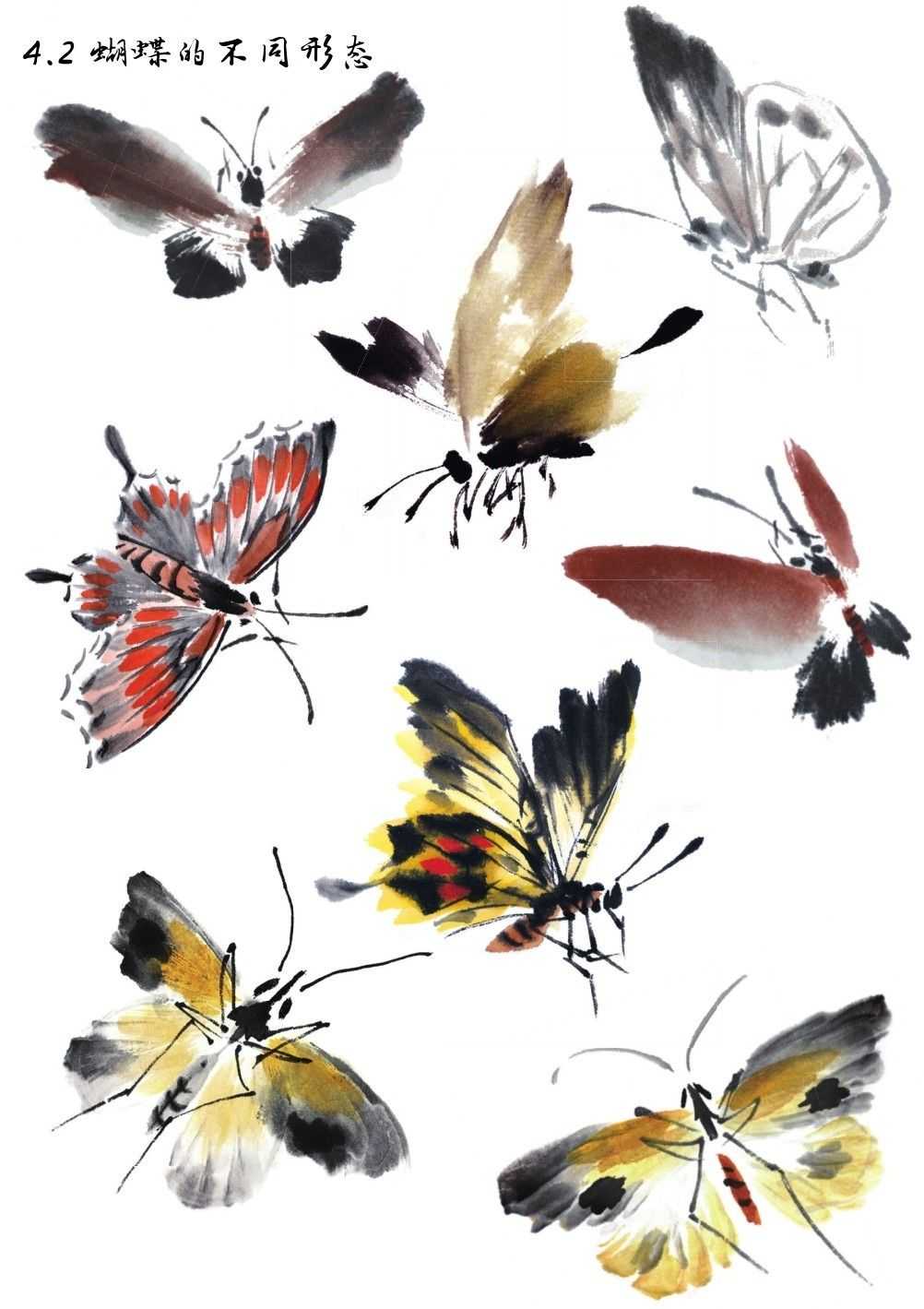 国画知识:蝴蝶不会画?那是你没有学会这几点画法,一起来临摹吧