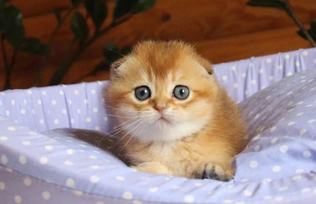 十大名猫闪亮登场，看看你最喜欢哪种