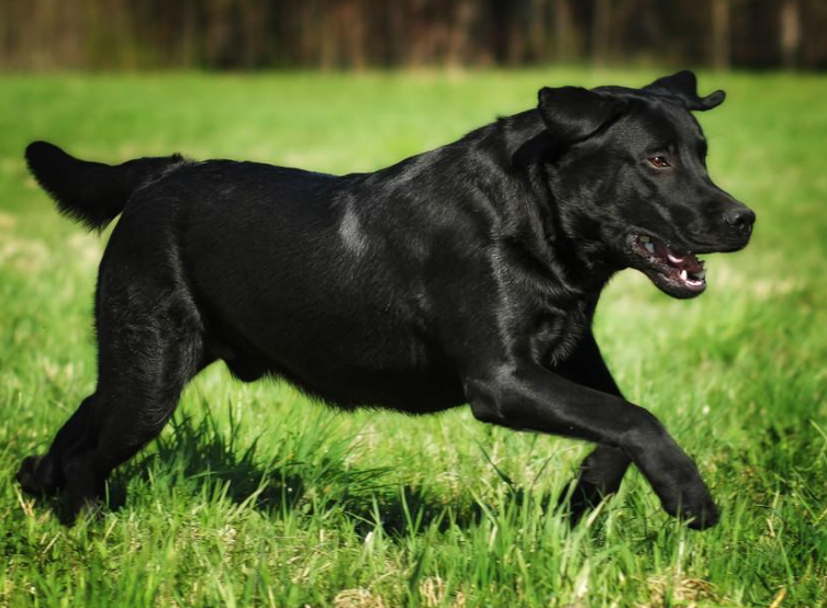 黑色的大狗品种图片