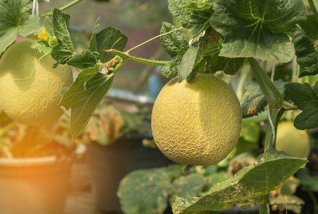 简述哈密瓜的种植方法，以及种植管理过程中的注意事项