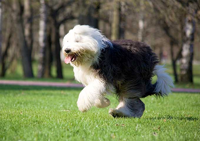 你认识古代牧羊犬吗？健壮而憨厚的它们，是人类可爱而憨厚的好友