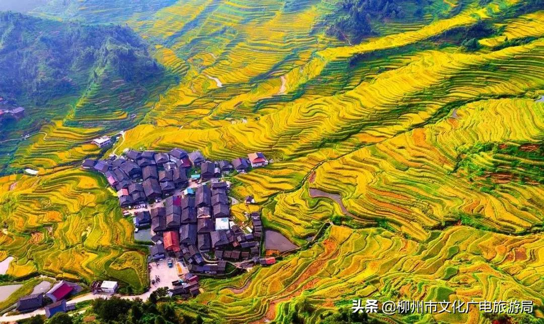 满山金色稻浪,为你换一屏秋色