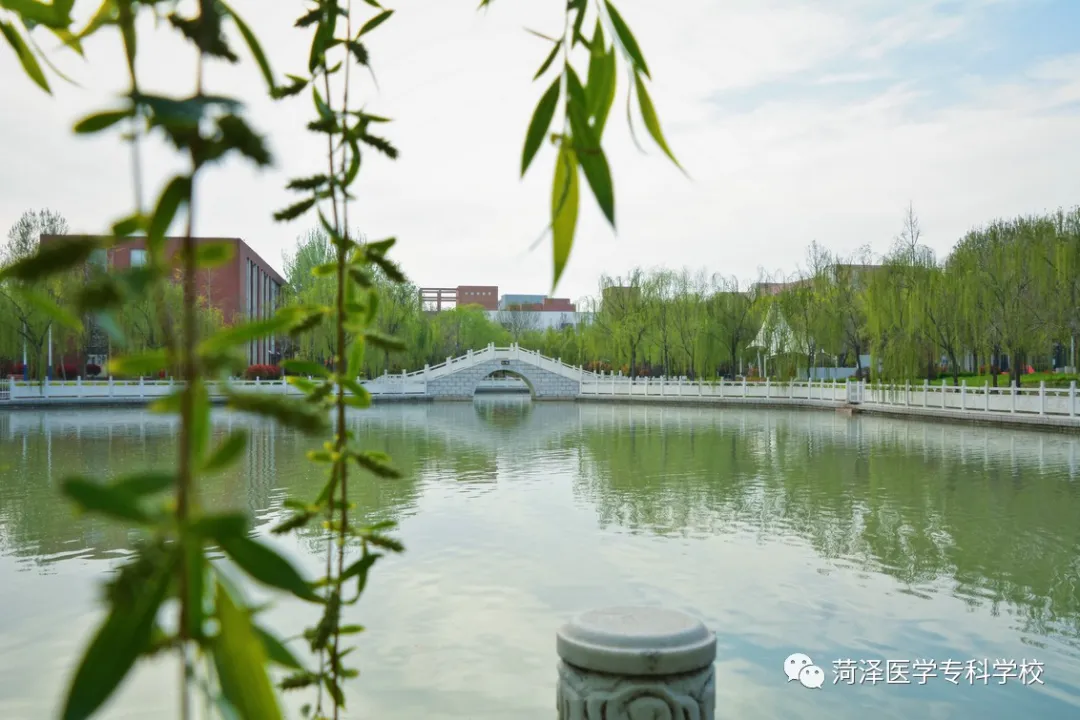 菏泽医学专科学校牡丹，又是姹紫嫣红开遍