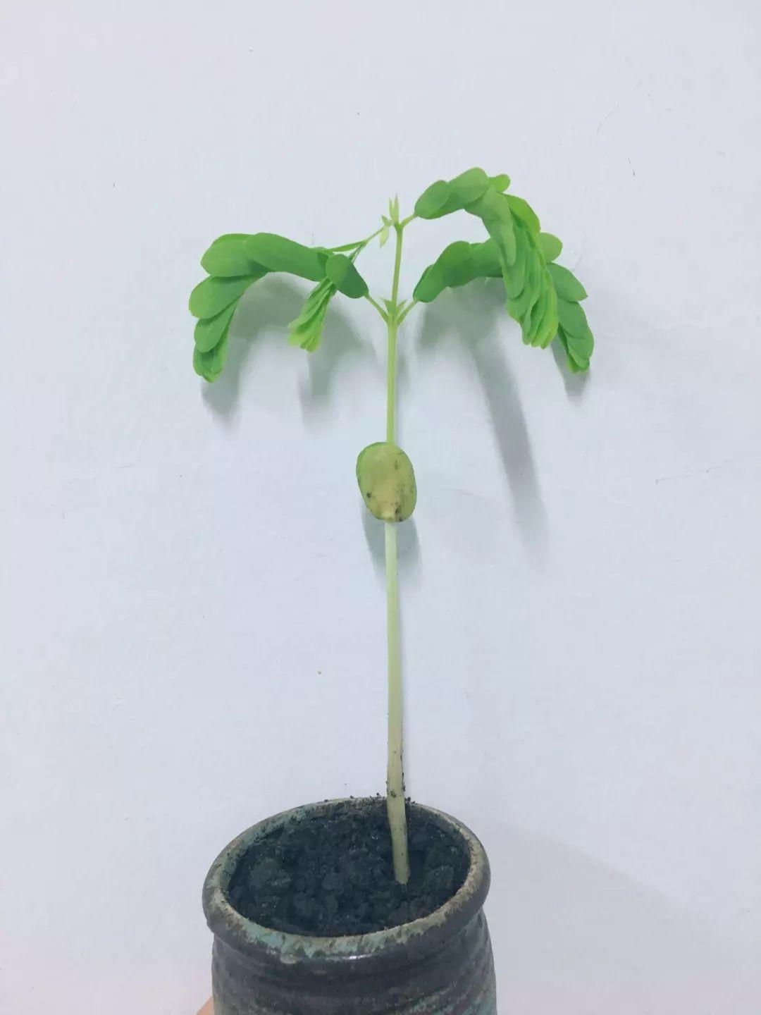 银杏果捡回家,埋土里就能活,绿油油的叶子比买的花还好看