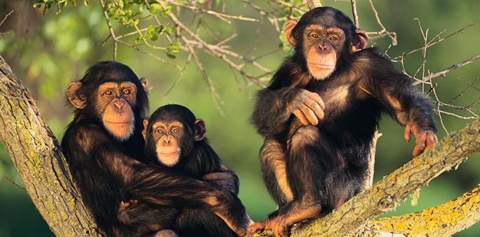 猩猩和人能否孕育后代?科学家曾用实验验证,最后得出啥结论?