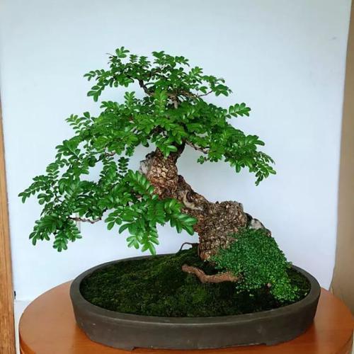 新买的清香木盆景怎么养经验分享专业回答