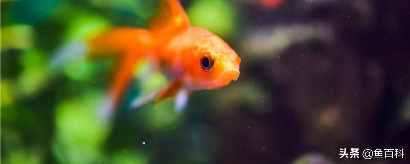 白点病鱼治疗升温法：几天内白点自然脱落的治疗方法