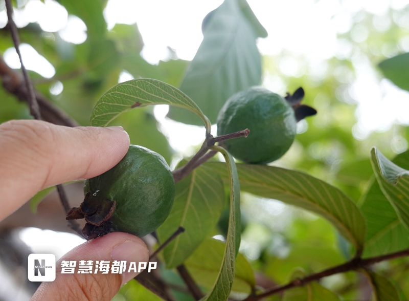 什么水果会发光(谈天说地 | 番石榴果实飘香，提神又醒脑)