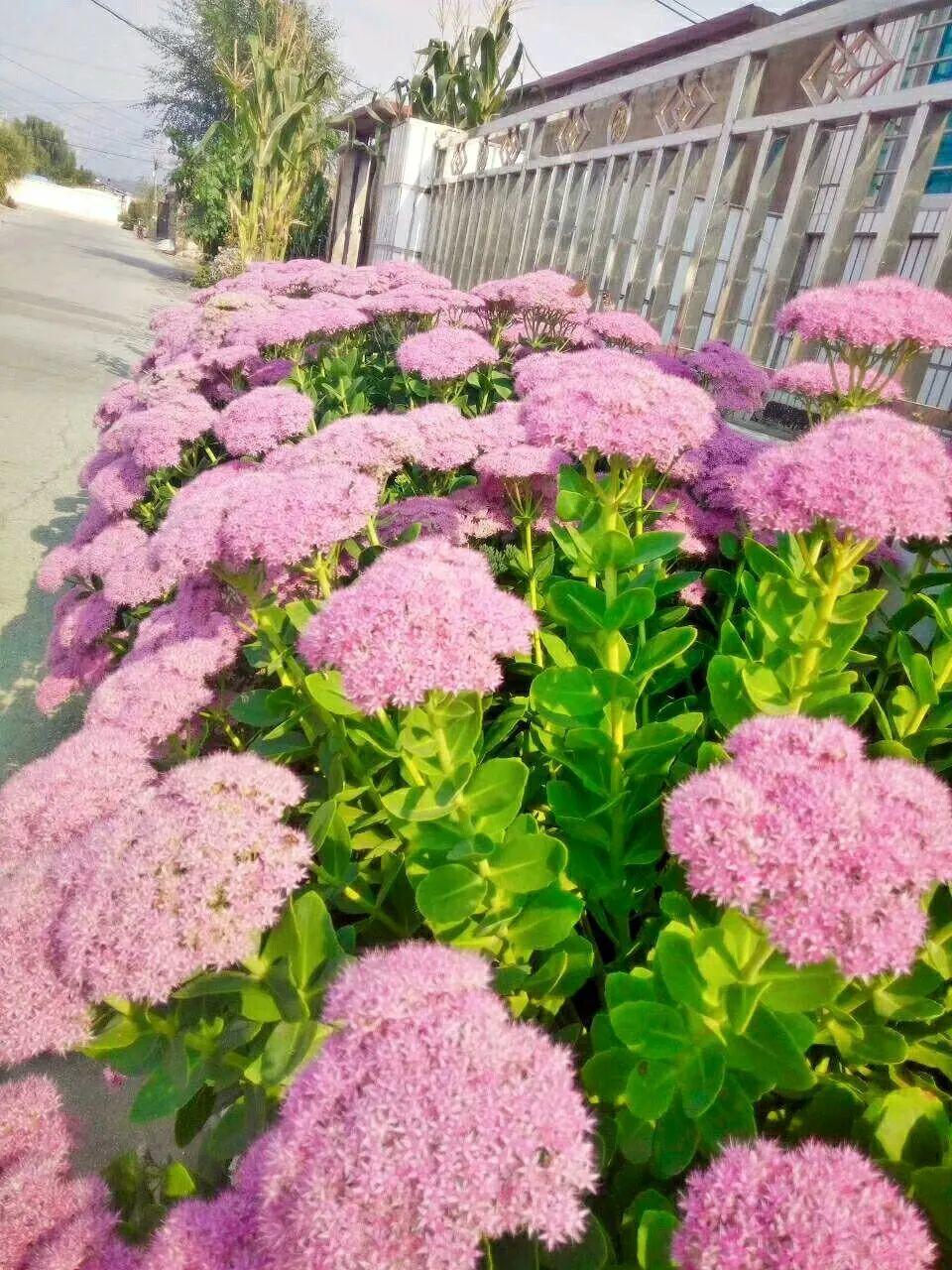 这花养10年，才开1次花，看到的都有好运气