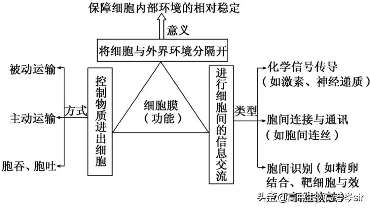 细胞膜的主要成分,细胞膜的主要成分是磷脂和蛋白质对吗