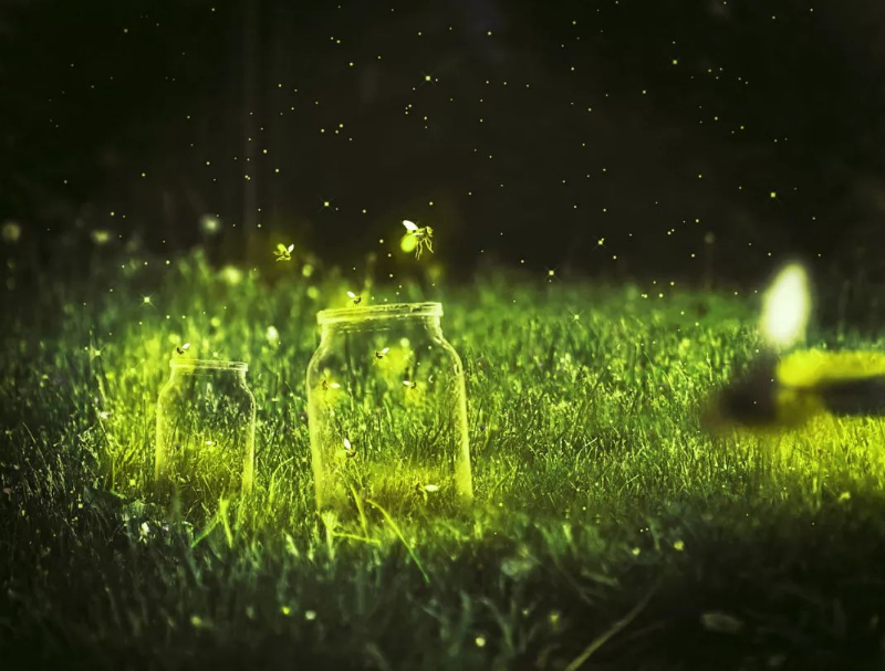 夏天的夜晚,你可能会发现一只只萤火虫带着黄绿色的闪光飞来飞去,犹如