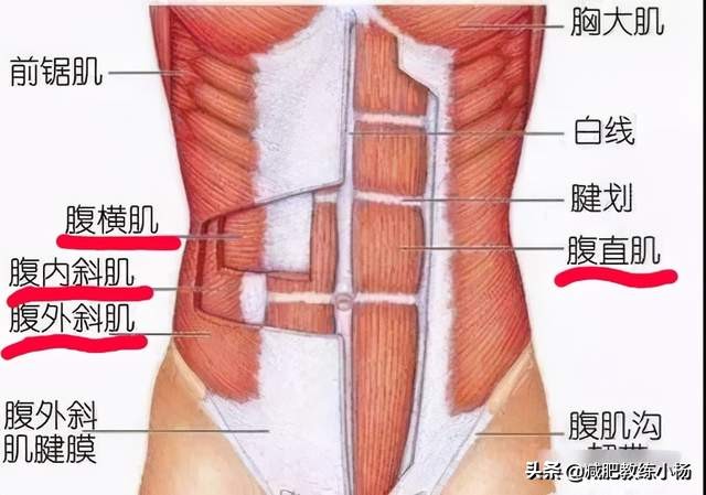 肚子上的贅肉到底要怎麼減？仰臥起坐可沒用，怎樣才能高效虐腹