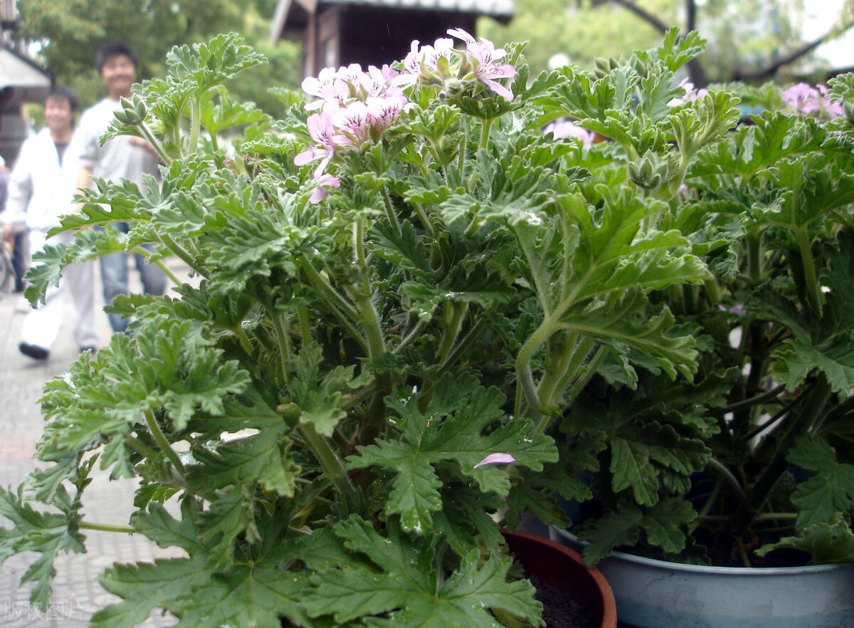 建议:夏天蚊虫多,种上6种驱蚊花草,远离叮咬,空气也能变清新