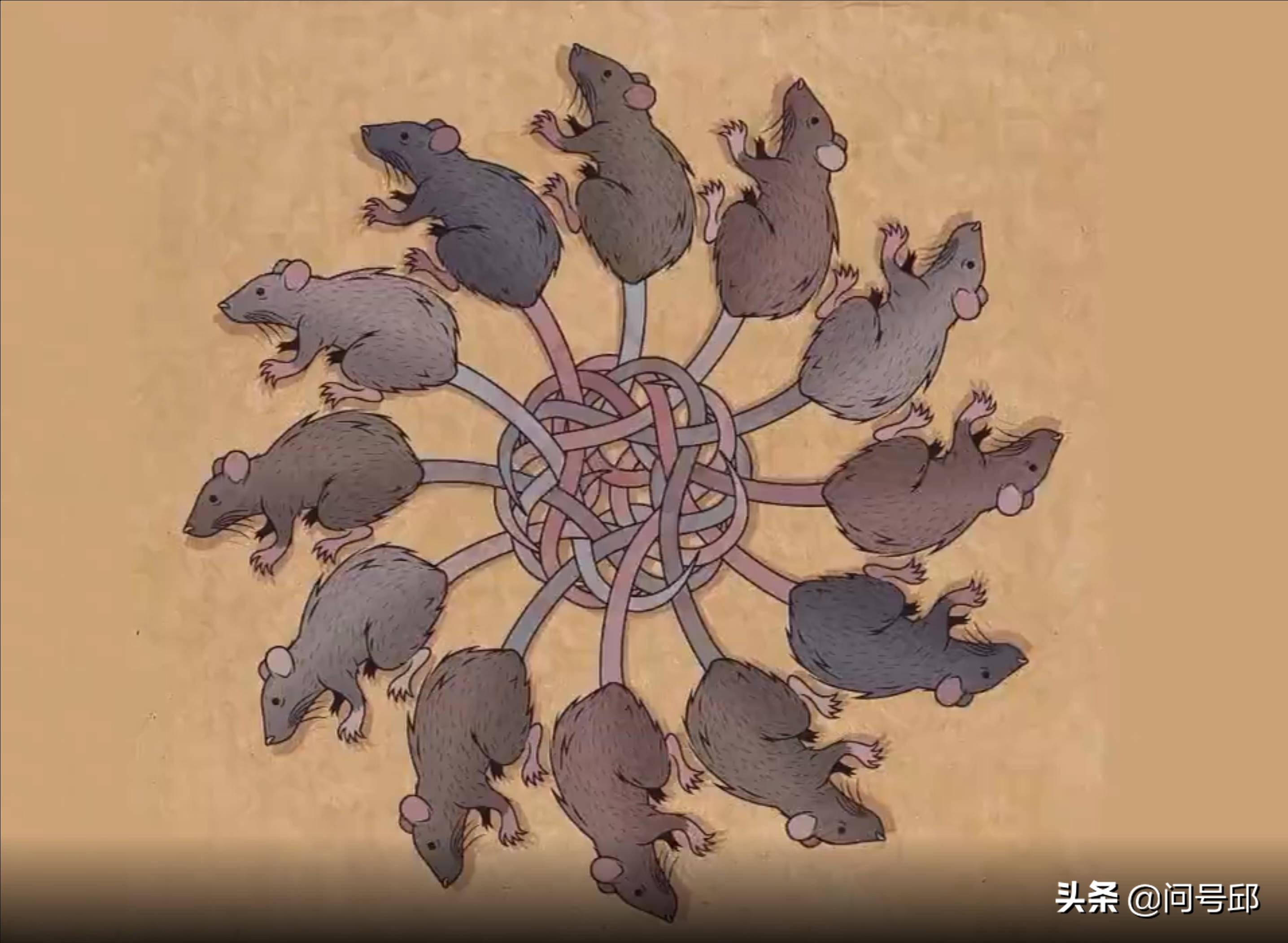 A rat king. A group of rats whose tails have become so entangled