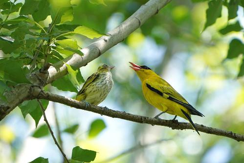 你知道吗?小黄莺还有一个好听的名字,叫做——黄鹂.