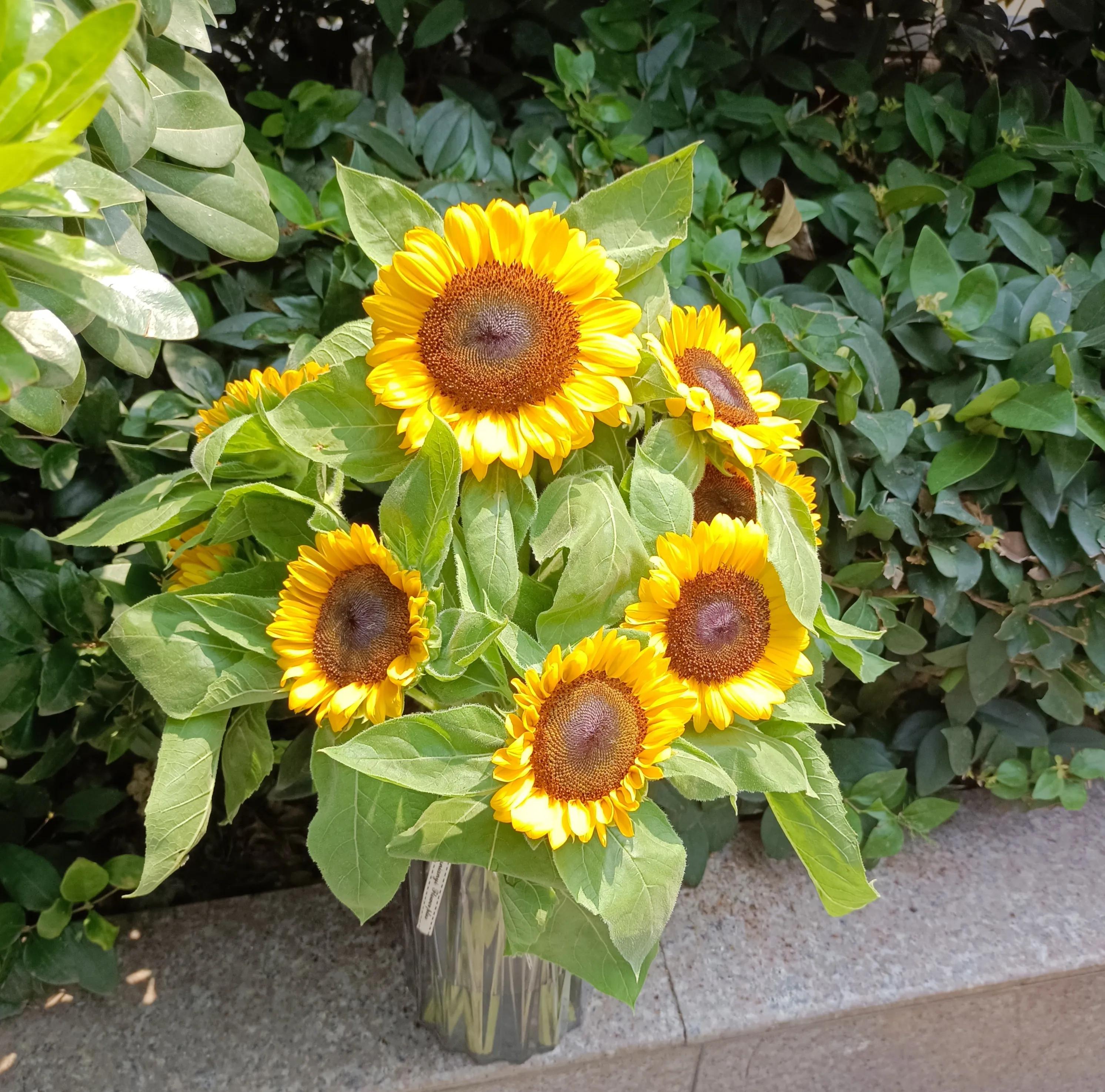 向日葵鲜切花怎么可以养更长时间