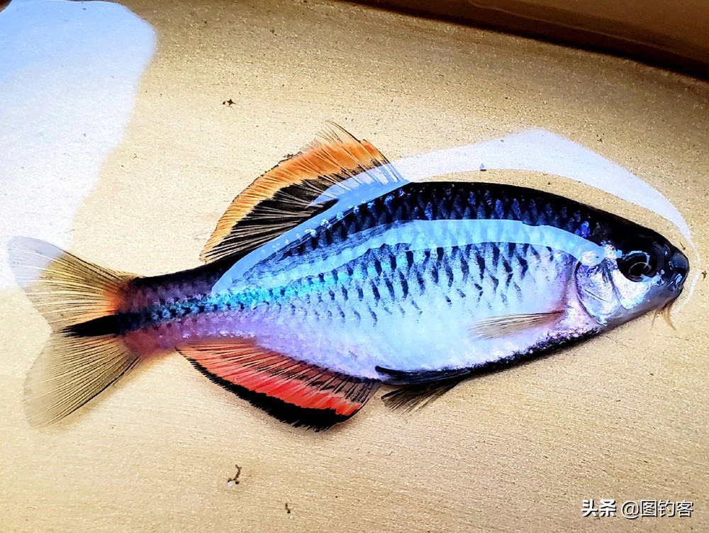 “鲇”字怎么读？鳑鲏鱼人人都识，却未必认得这个字