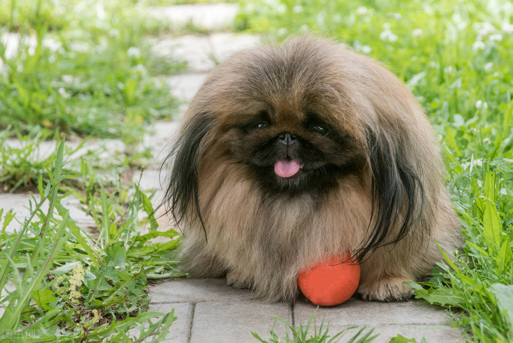 曾经享尽荣华富贵的皇家御犬——京巴犬 挑选饲养护理方法等全介绍