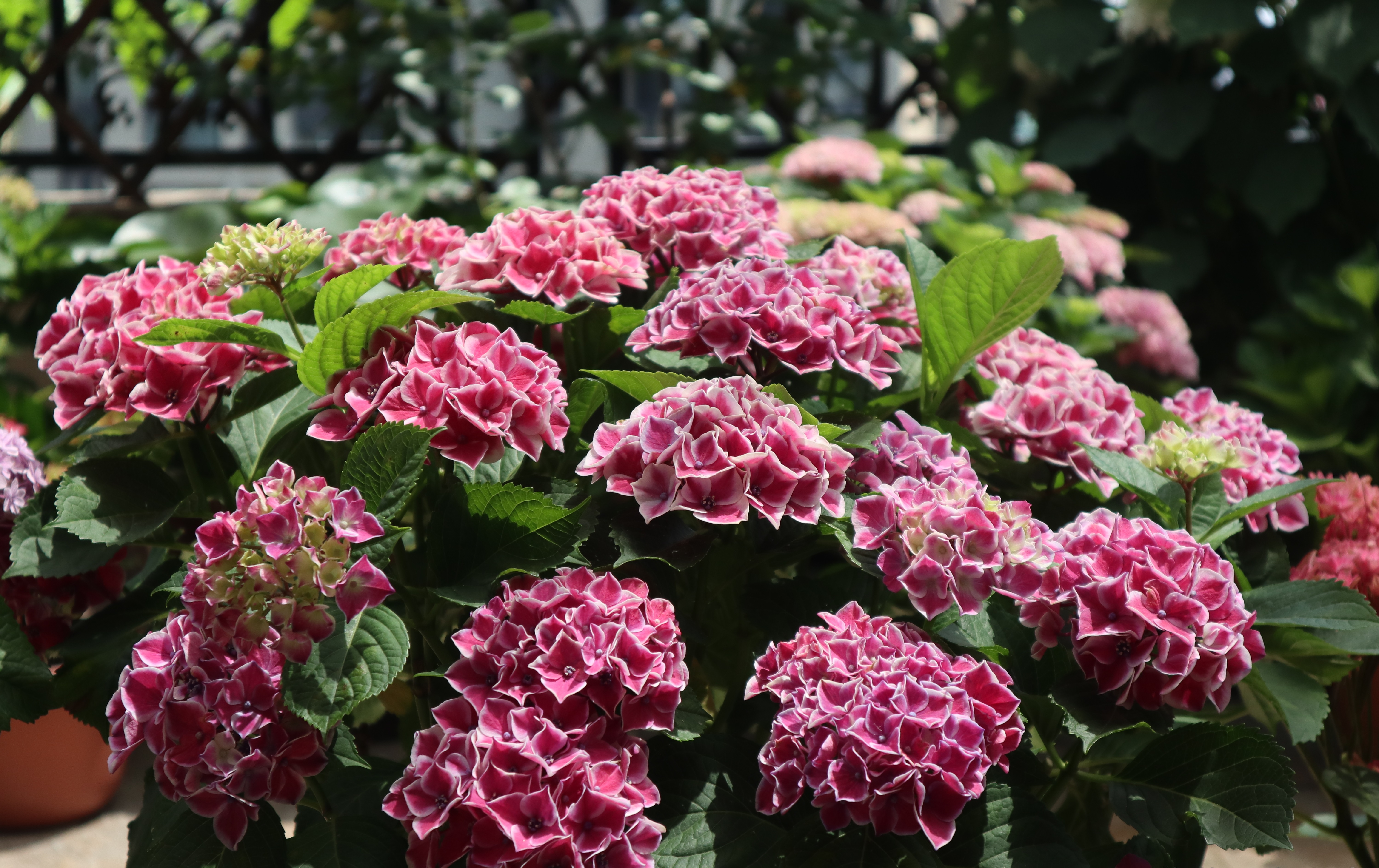 精灵系列绣球怎么养小技巧干货