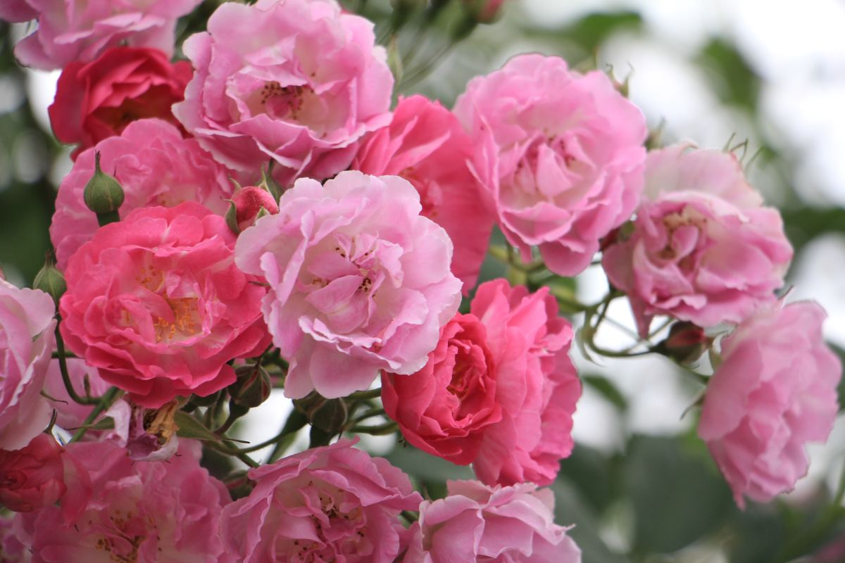 家里养蔷薇，给它扎个“花架子”，蹭蹭爬成花墙