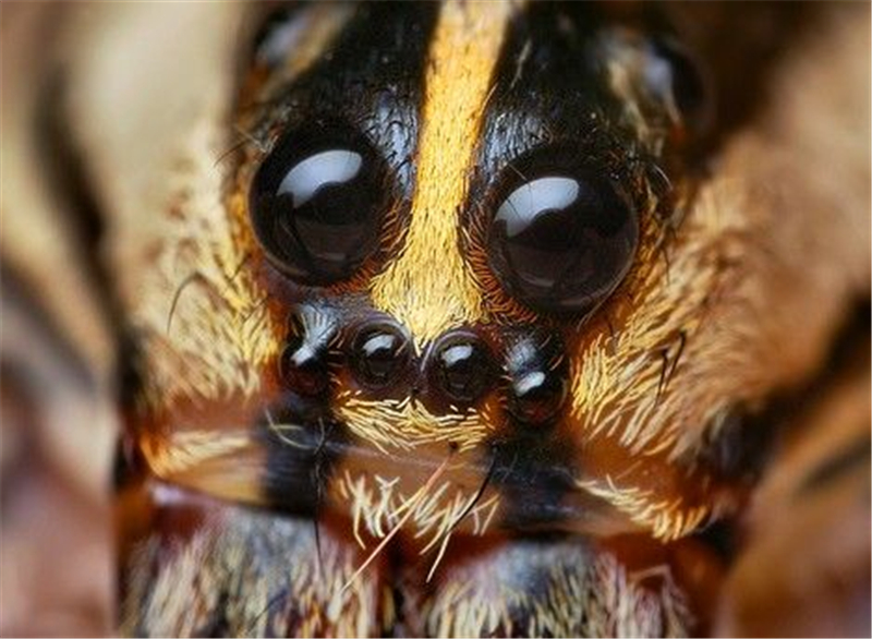 新疆現奇怪動物 頭上八隻眼睛 背上的毛像狼毫 會用舞蹈來求愛01長相怪 頭上長有八隻黑色的眼睛 背上的毛像狼毫02求愛險 求偶時含情脈脈 跳求愛舞來取悅 女朋友 但有可能被母狼蛛吃掉03很聰明 狼蛛具有不一般的辨識能力 幾十米外 能聞到自 家 的特有氣味04毒性