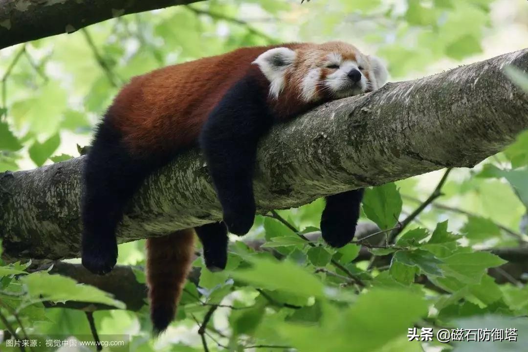 小熊猫：我不是大熊猫的宝宝，也不是干脆面，我是独一无二的