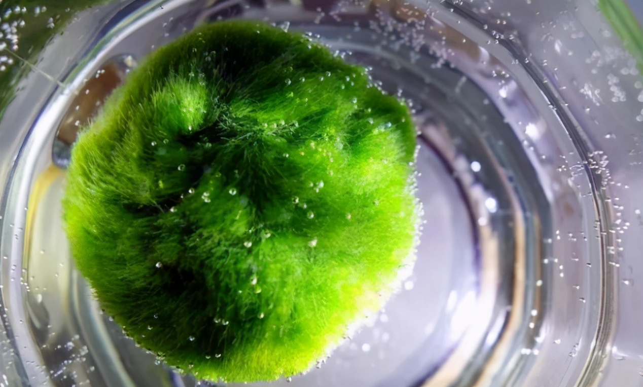 丢水里就能养活的5种植物,不用担心把花浇死了