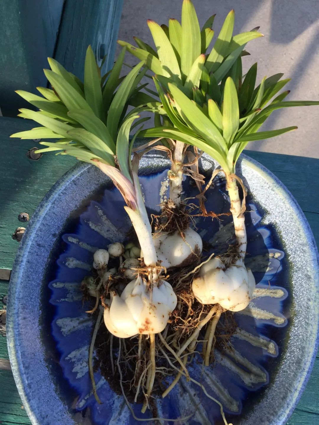 秋季买的盆栽百合花,养好鳞茎,冬季不让它枯萎,来年可复花