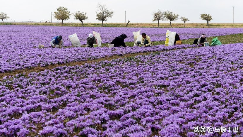 藏红花真的比黄金贵 原来它的产量是这么低 天天看点