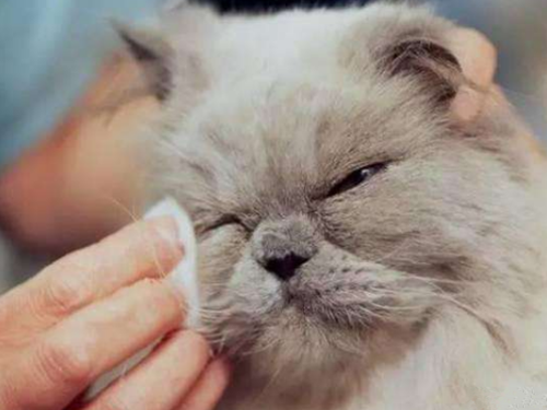 猫咪经常流泪是什么原因引起的？常见的猫咪眼部疾病有哪些？
