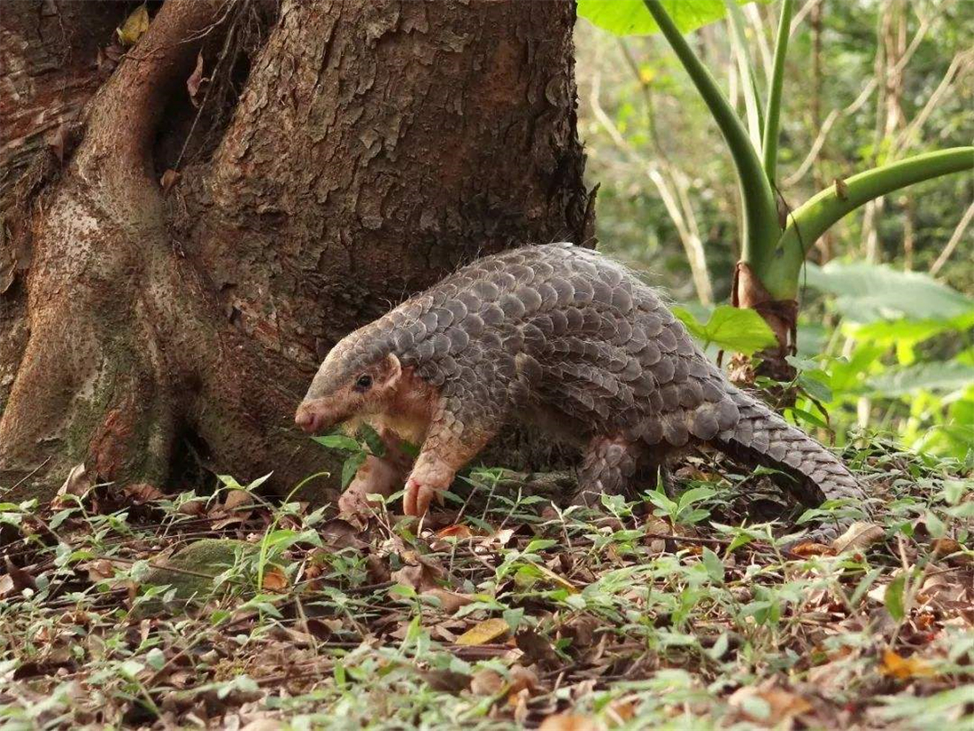 中国多地发现穿山甲出洞长舌头长在胸腔里能把食物直接送胃里