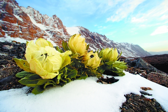 新疆人在天山海拔1800米左右的地方就可以採到雪蓮,當時雪蓮遍地皆