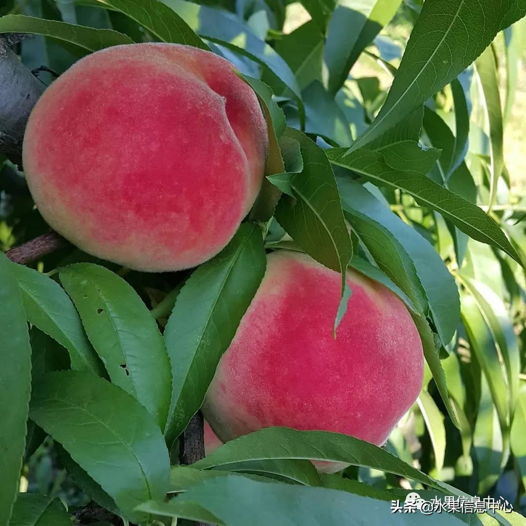 桃子季节是几月份（中国常见水蜜桃产地品种及上市时间）