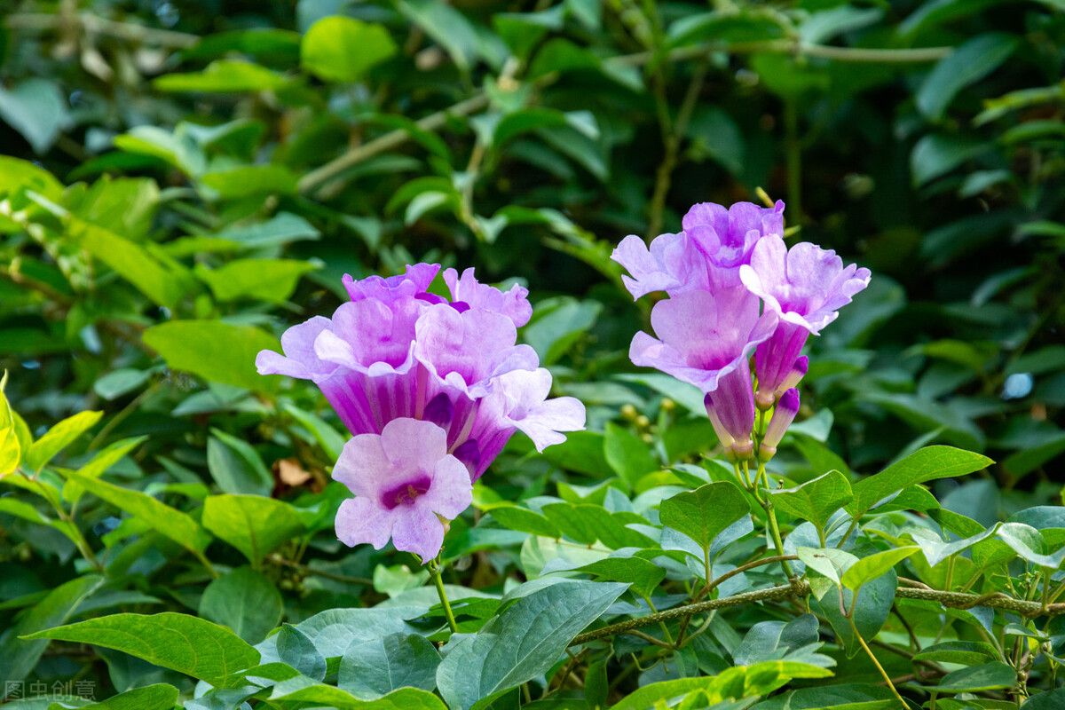 园林花卉有哪些（图文结合详解50种常见的园林花卉）