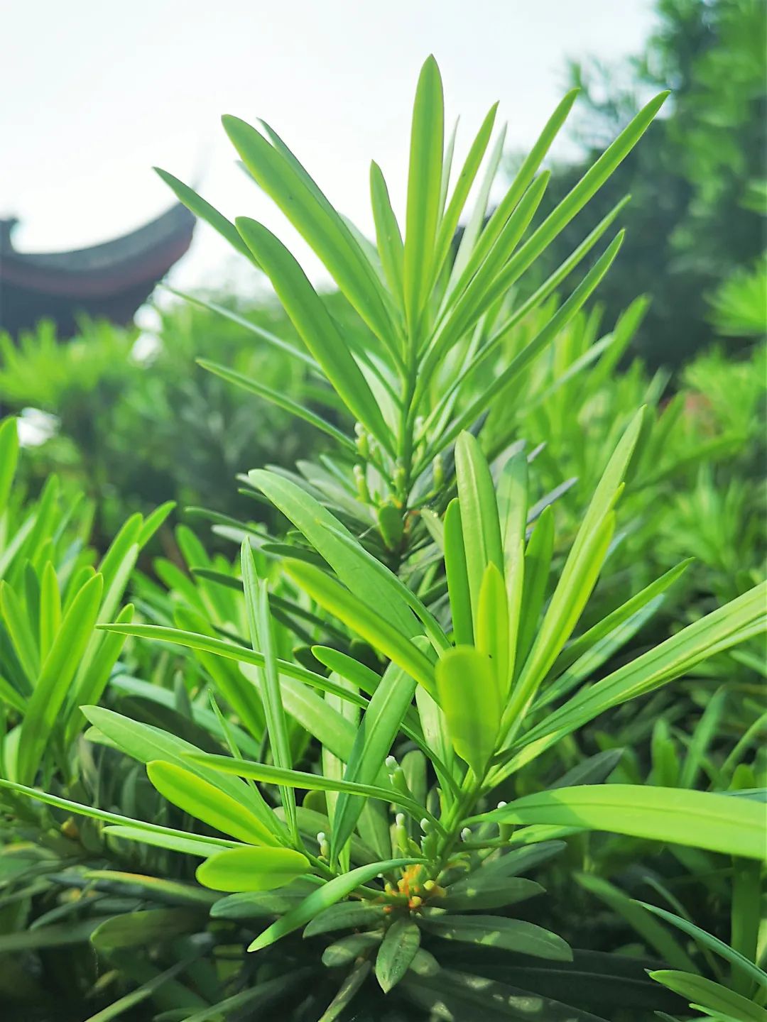 天上人间 罗汉应供 罗汉松上的小罗汉