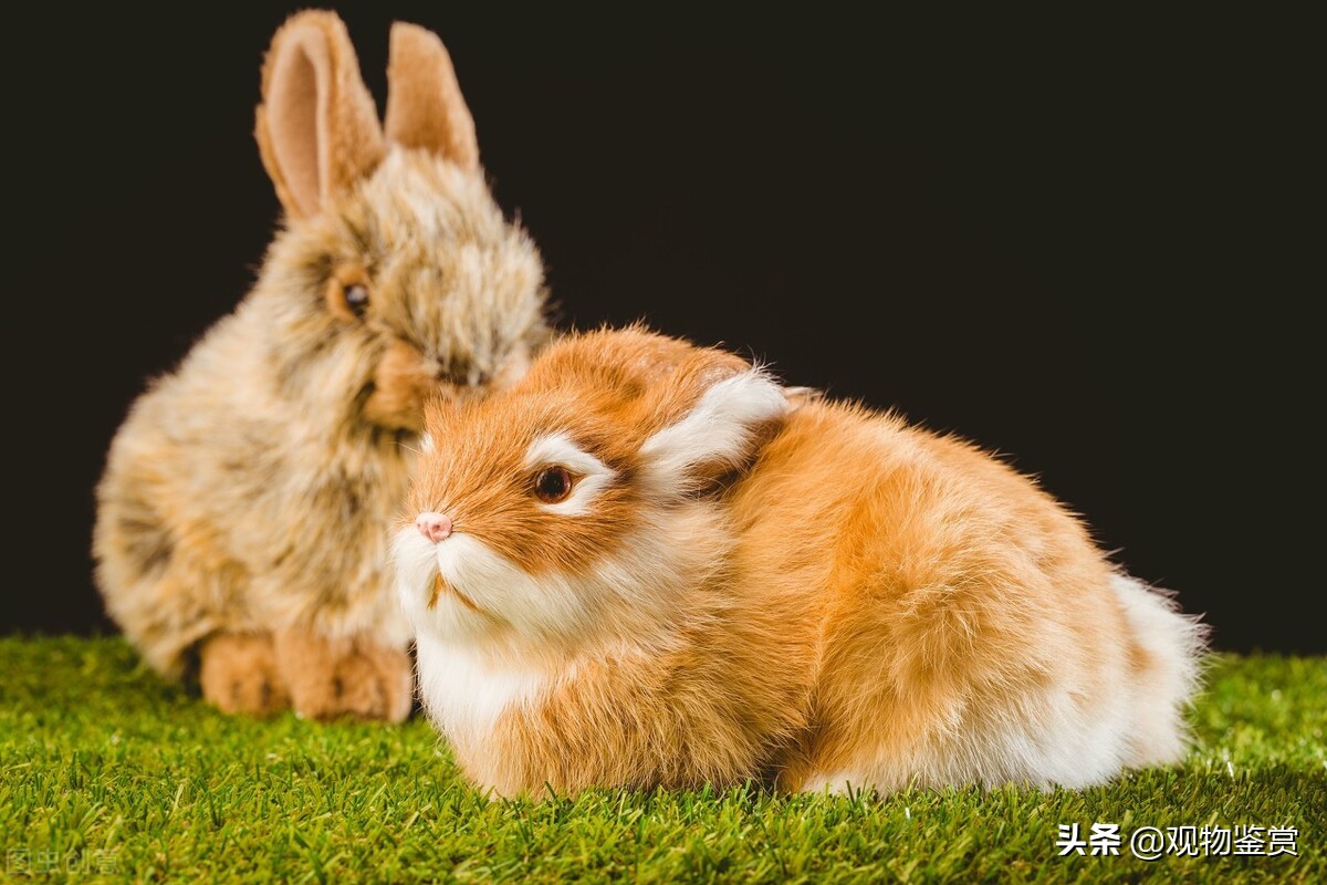 兔子能吃胡萝卜吗（兔子在饮食上的注意事项）