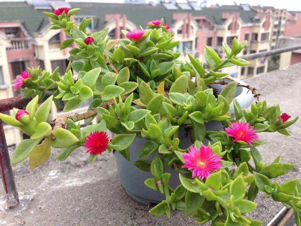 世界上长得最快的植物是什么（4种生长速度很快的植物）