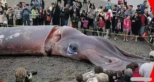 你见过几十米的"乌贼"吗?解密大王乌贼