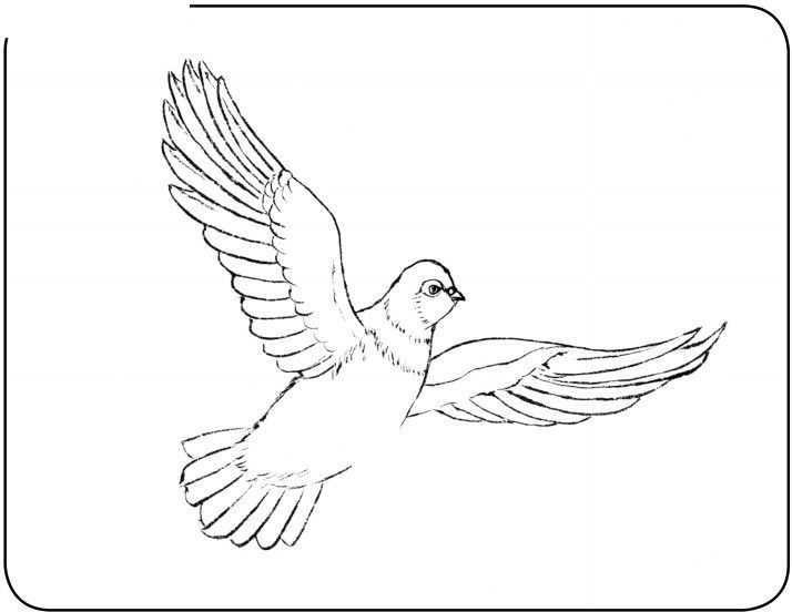 中国画零基础入门教程：分步骤讲解鸽子的画法，简单易懂的国画