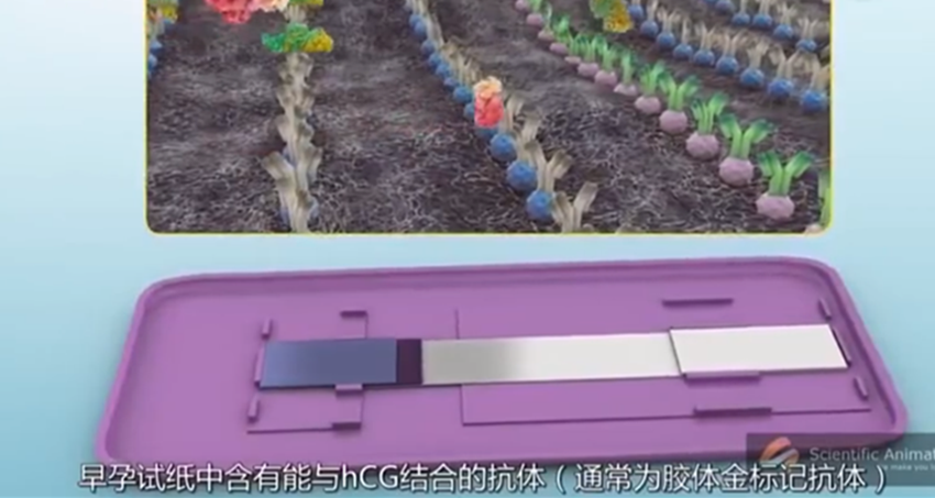 早孕试纸的原理到底是什么？一组图告诉你，看完才觉其中“奥秘”