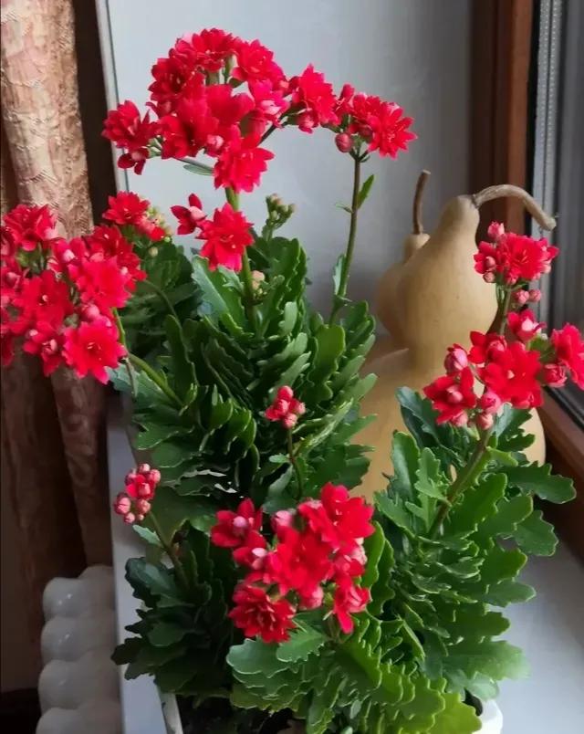这“6种”花开如火的盆栽,做年花摆在客厅最合适,喜庆又吉祥
