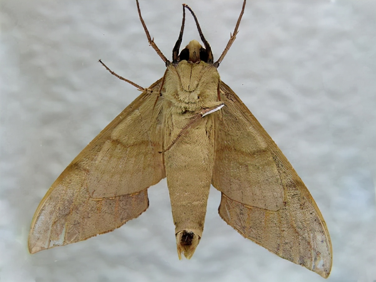 13豆丹在家里怎么养详细介绍「专业回答」 -骁龙网